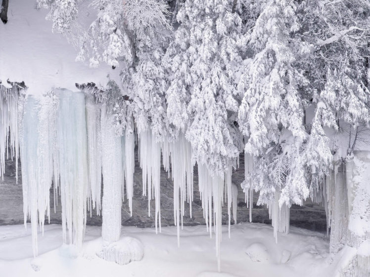 snow, Winter, Pine trees HD Wallpaper Desktop Background