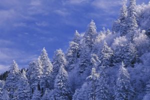 snow, Winter, Pine trees