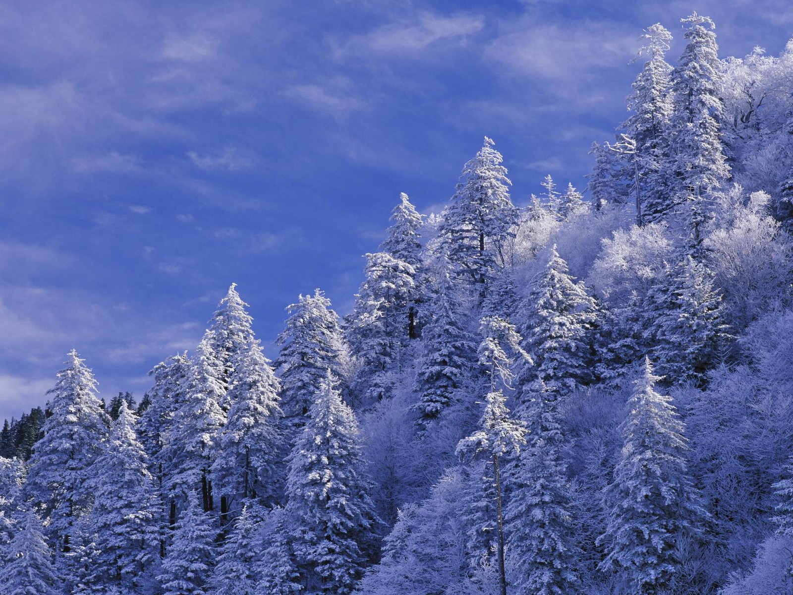 Snow Winter Pine Trees Wallpapers Hd Desktop And Mobile