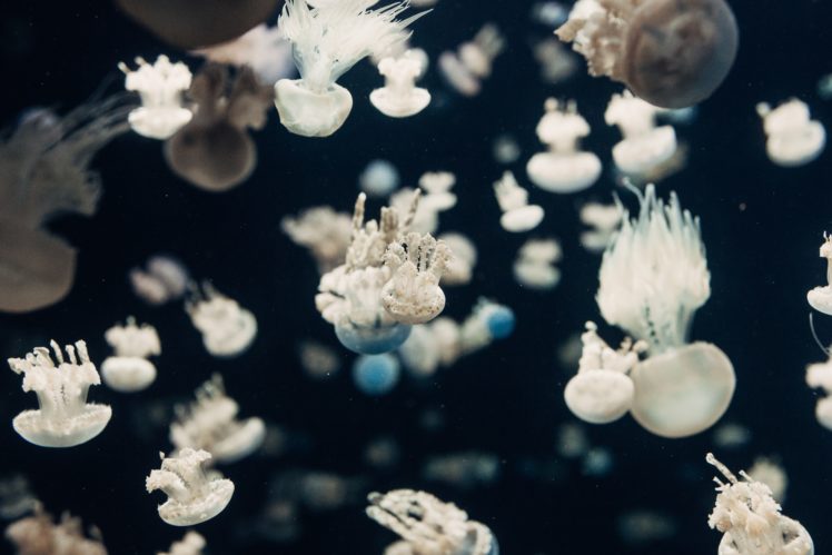 jellyfish, Sea, Water HD Wallpaper Desktop Background