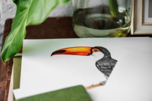 toucans, Drawing, Leaves