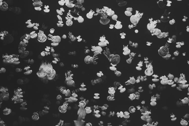sea, Jellyfish, Monochrome HD Wallpaper Desktop Background