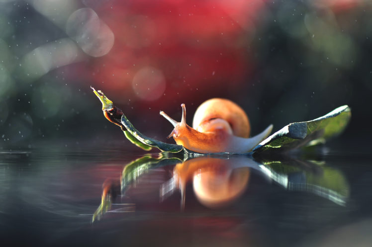 macro, Animals, Snail HD Wallpaper Desktop Background