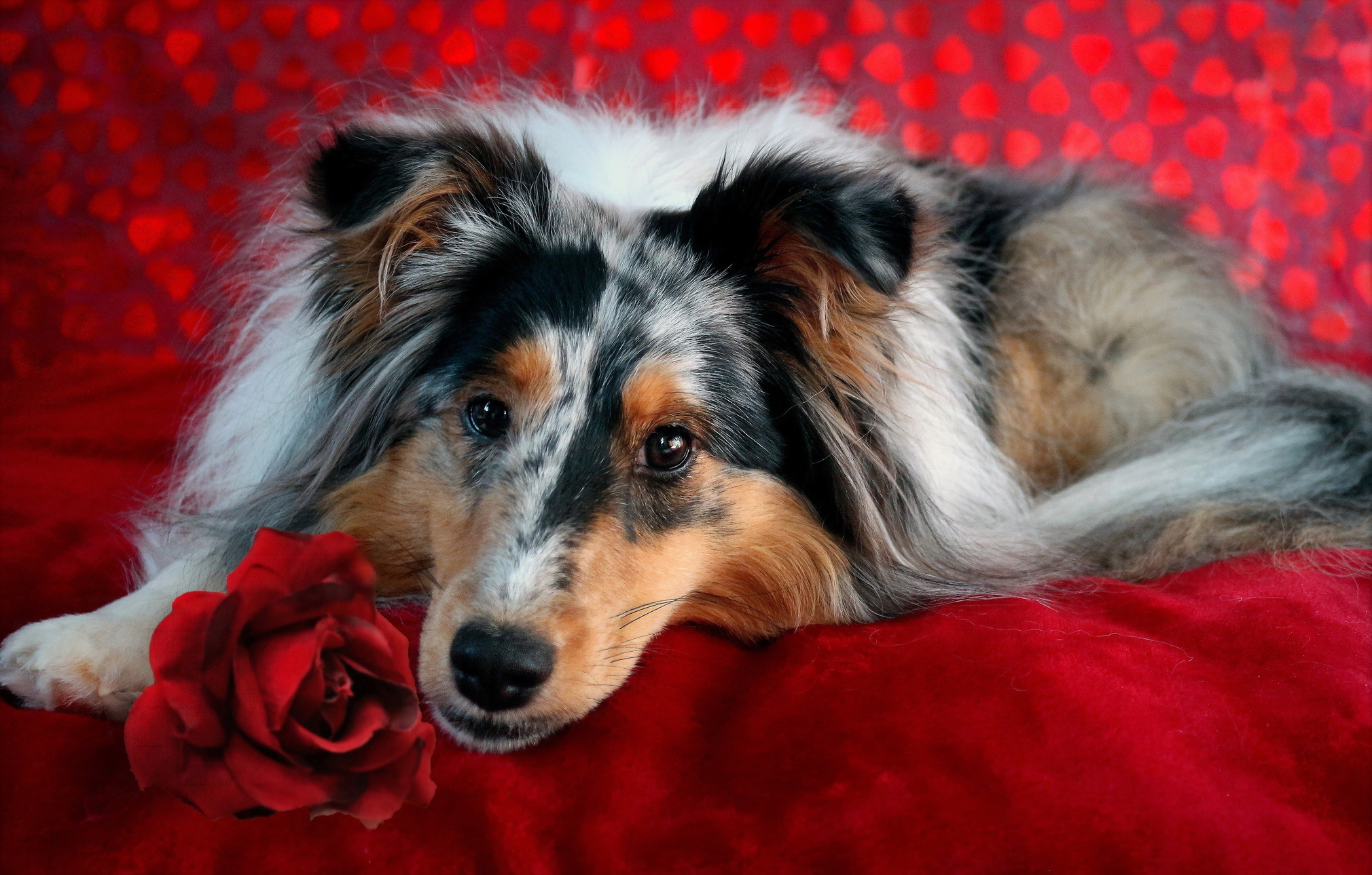 red, Red flowers, Dog, Animals Wallpaper