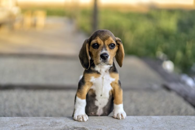 dog, Animals, Beagles HD Wallpaper Desktop Background