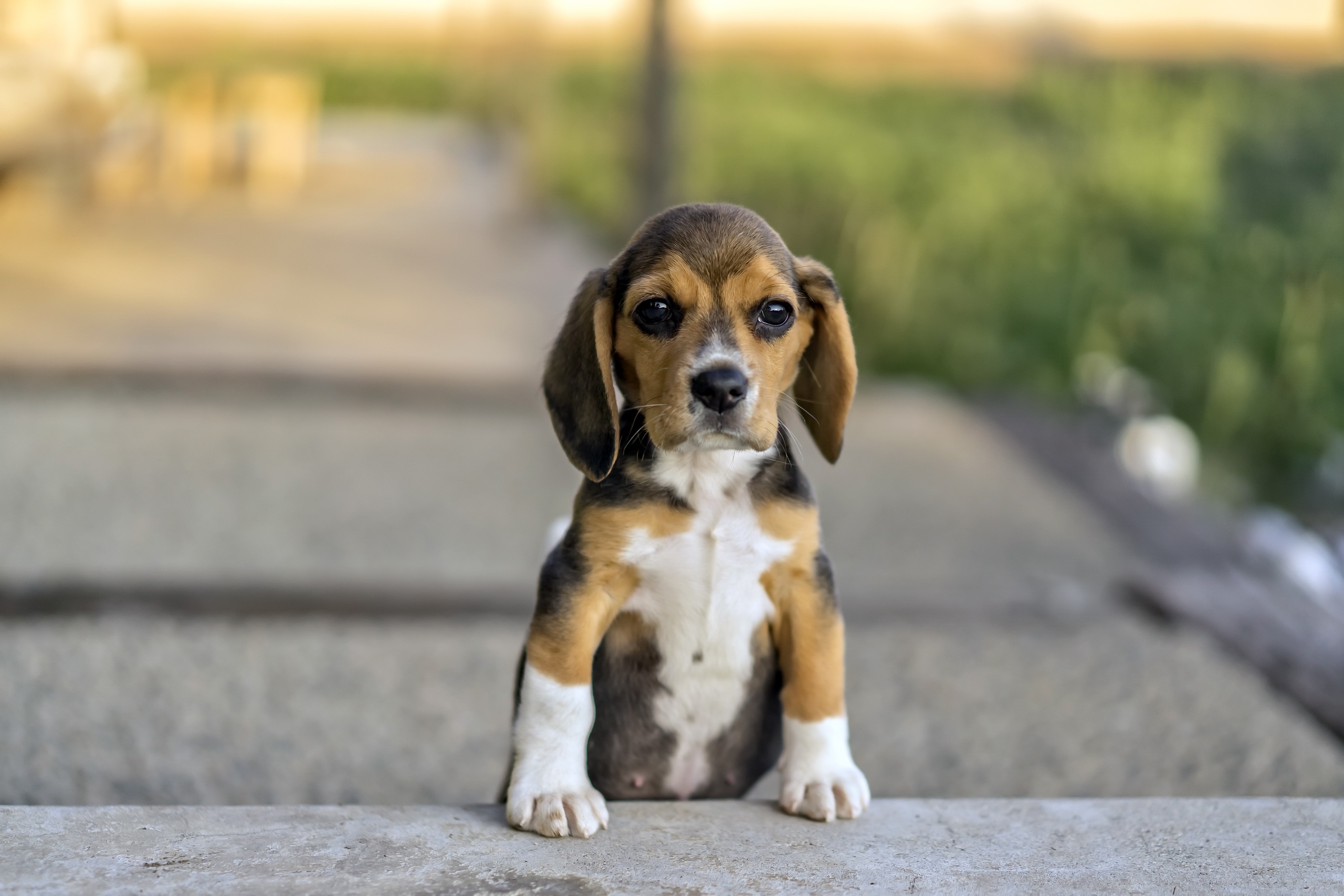 dog, Animals, Beagles Wallpaper