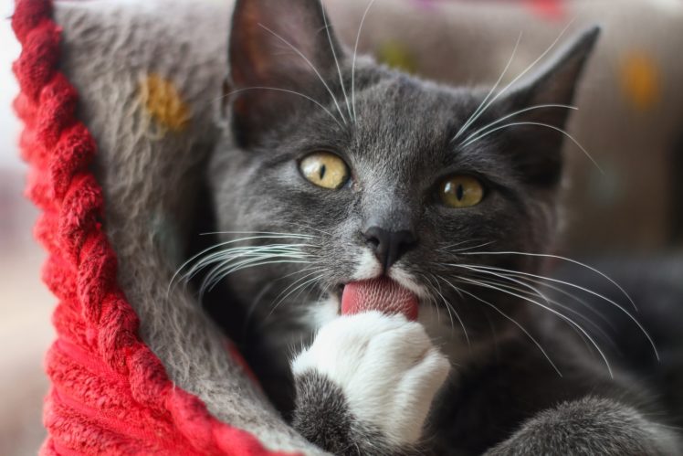licking, Cat, Animals HD Wallpaper Desktop Background