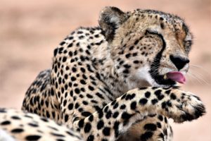 big cats, Mammals, Animals, Cheetah