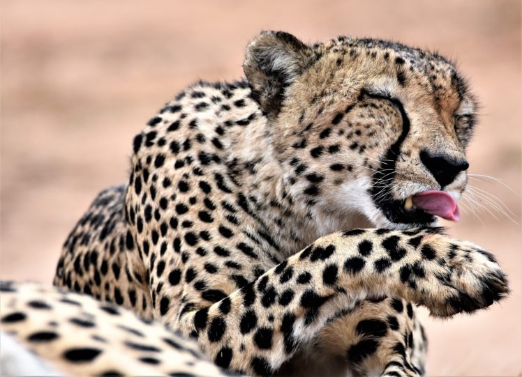 big cats, Mammals, Animals, Cheetah HD Wallpaper Desktop Background