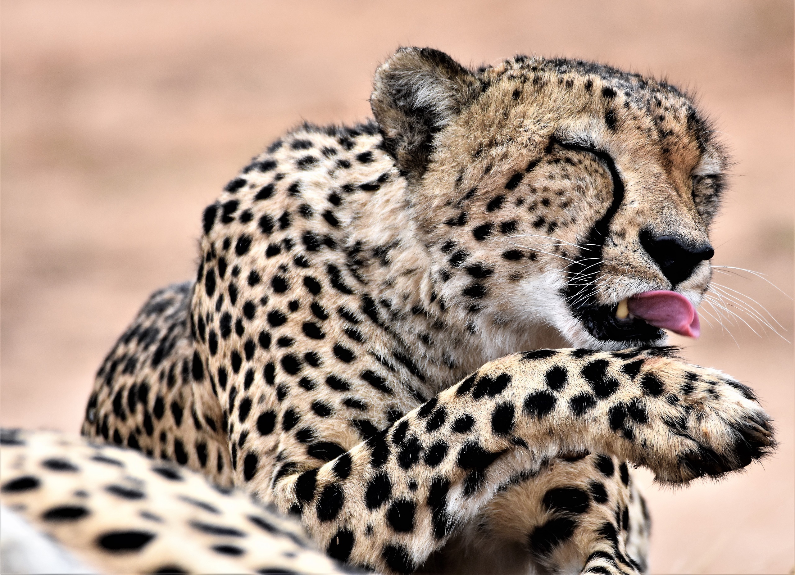 big cats, Mammals, Animals, Cheetah Wallpaper