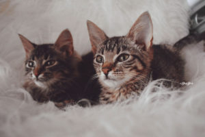 pointed ears, Kittens, Cat, Tabby, Brown