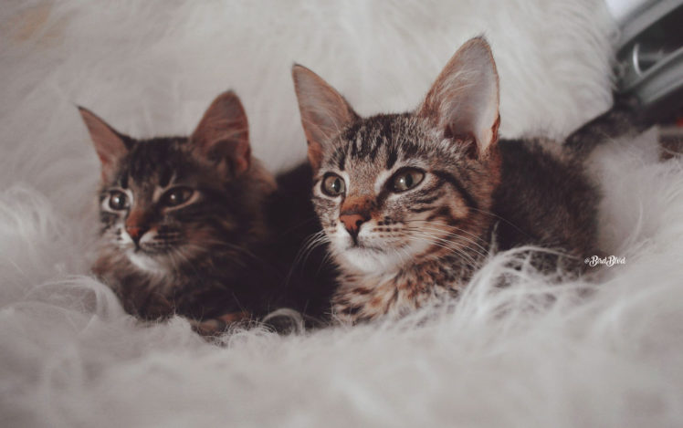 pointed ears, Kittens, Cat, Tabby, Brown HD Wallpaper Desktop Background