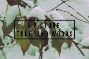 winter, Leaves, Text