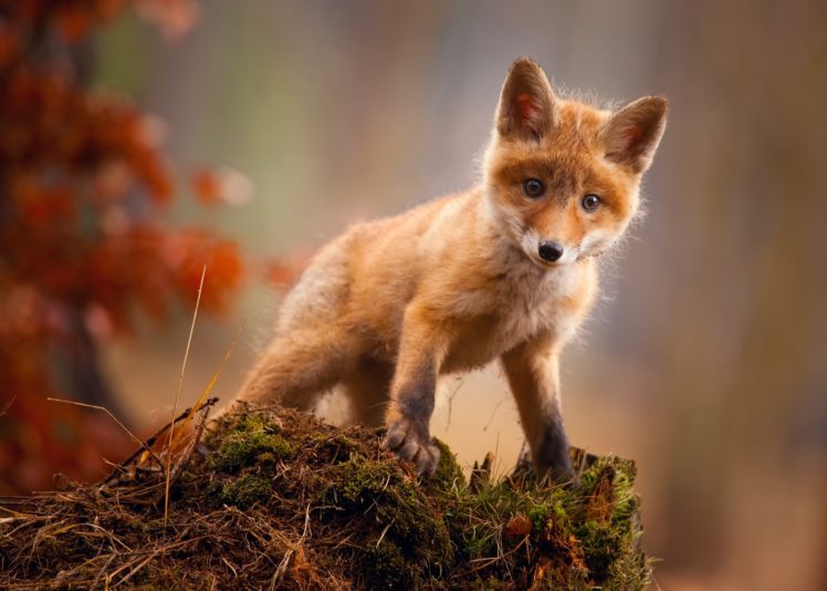 animals, Fox Wallpapers HD / Desktop and Mobile Backgrounds