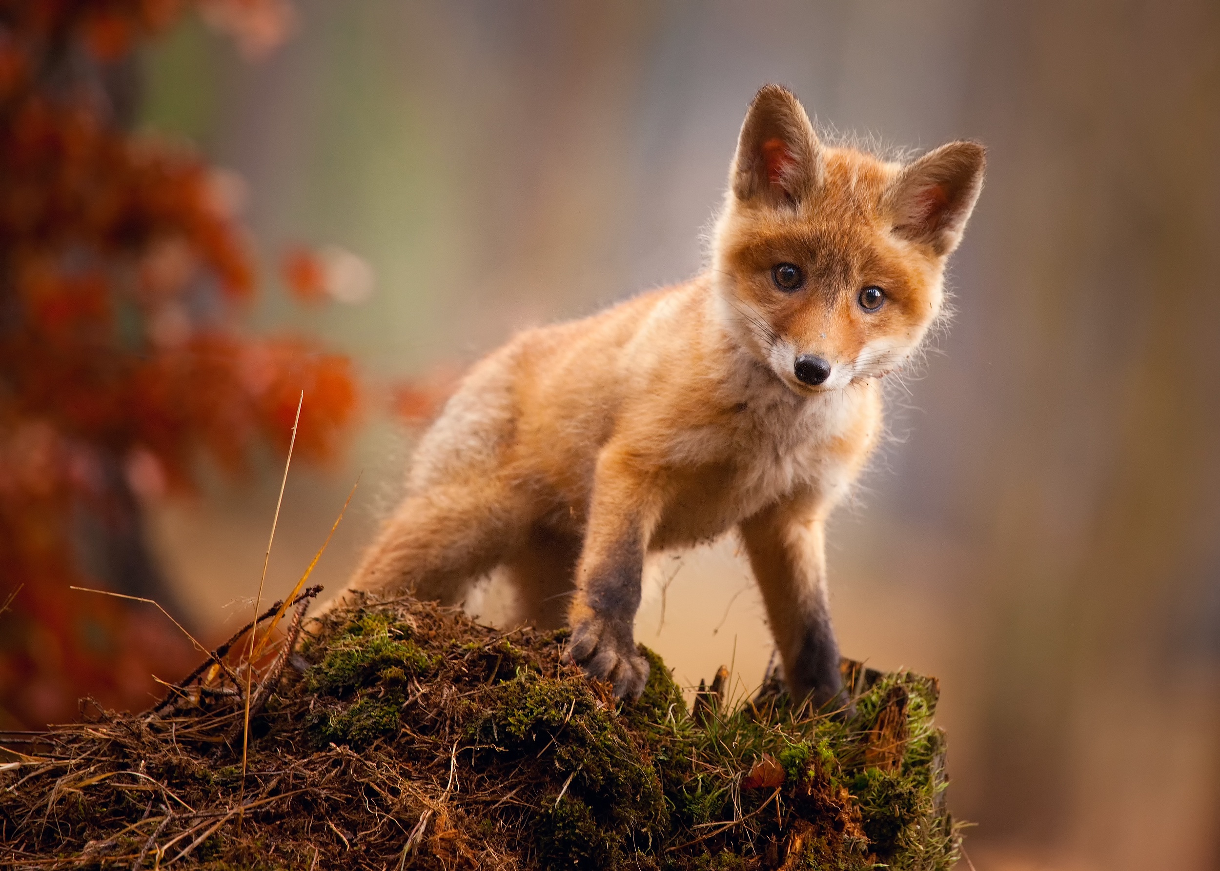 animals, Fox Wallpaper