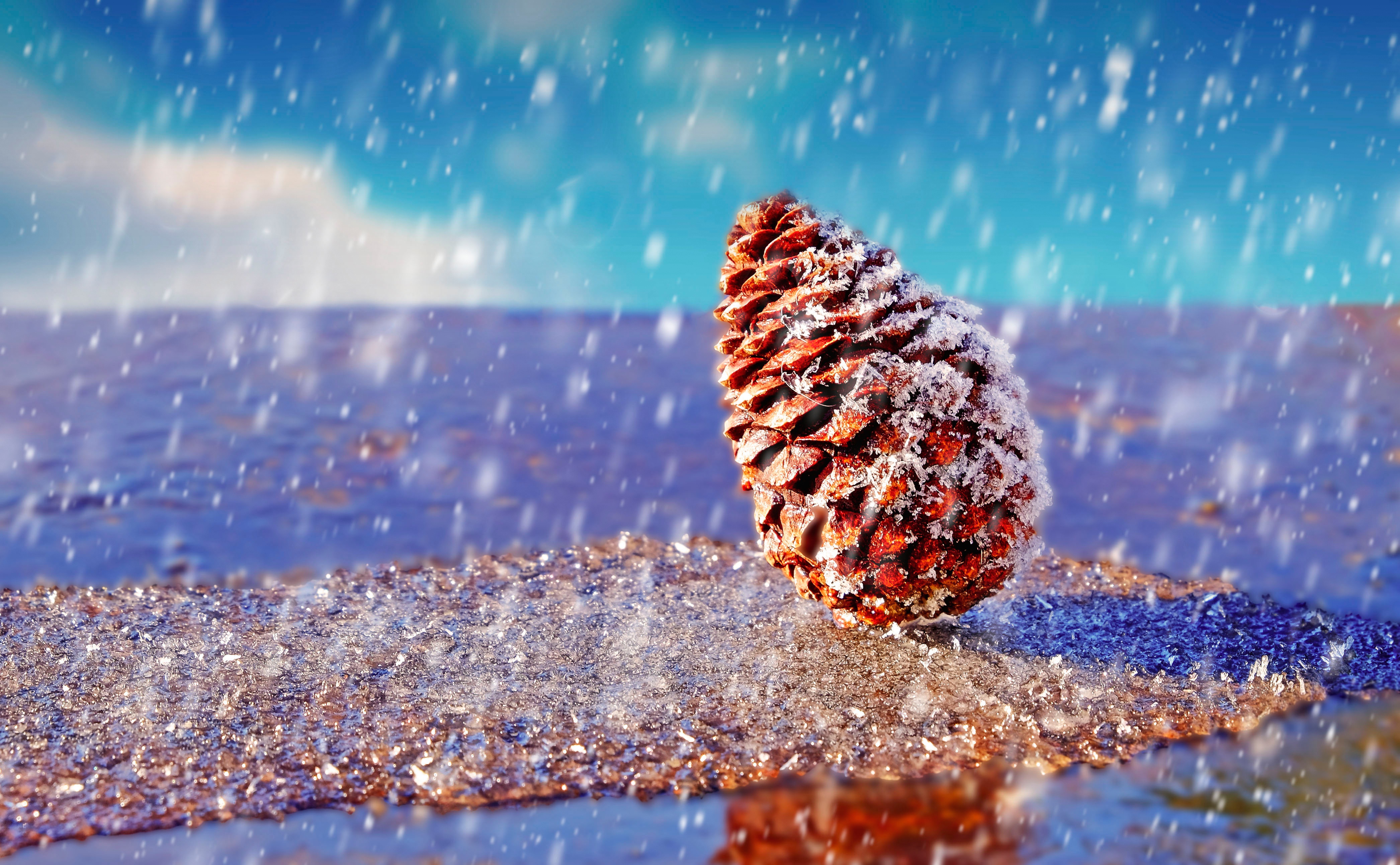 snow, Pine cones Wallpaper