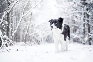 snow, Nature, Winter, Dog, Animals