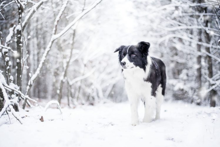 snow, Nature, Winter, Dog, Animals HD Wallpaper Desktop Background
