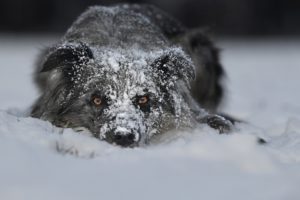 eyes, Dog, Snow, Winter