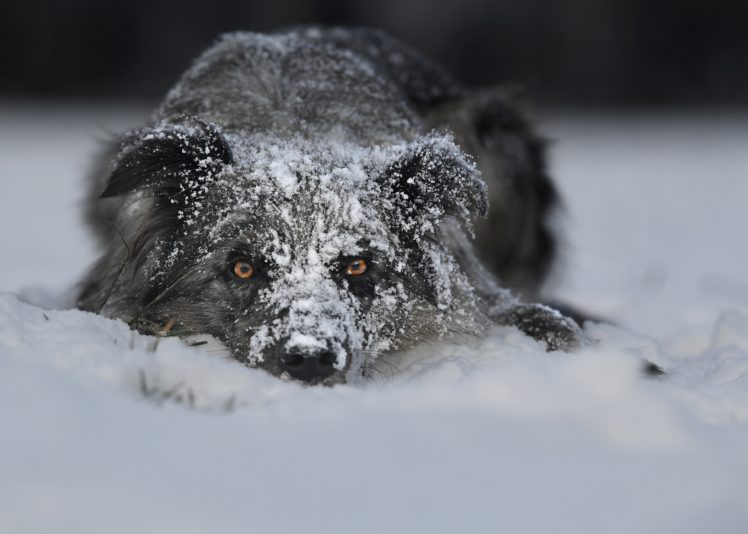 eyes, Dog, Snow, Winter HD Wallpaper Desktop Background