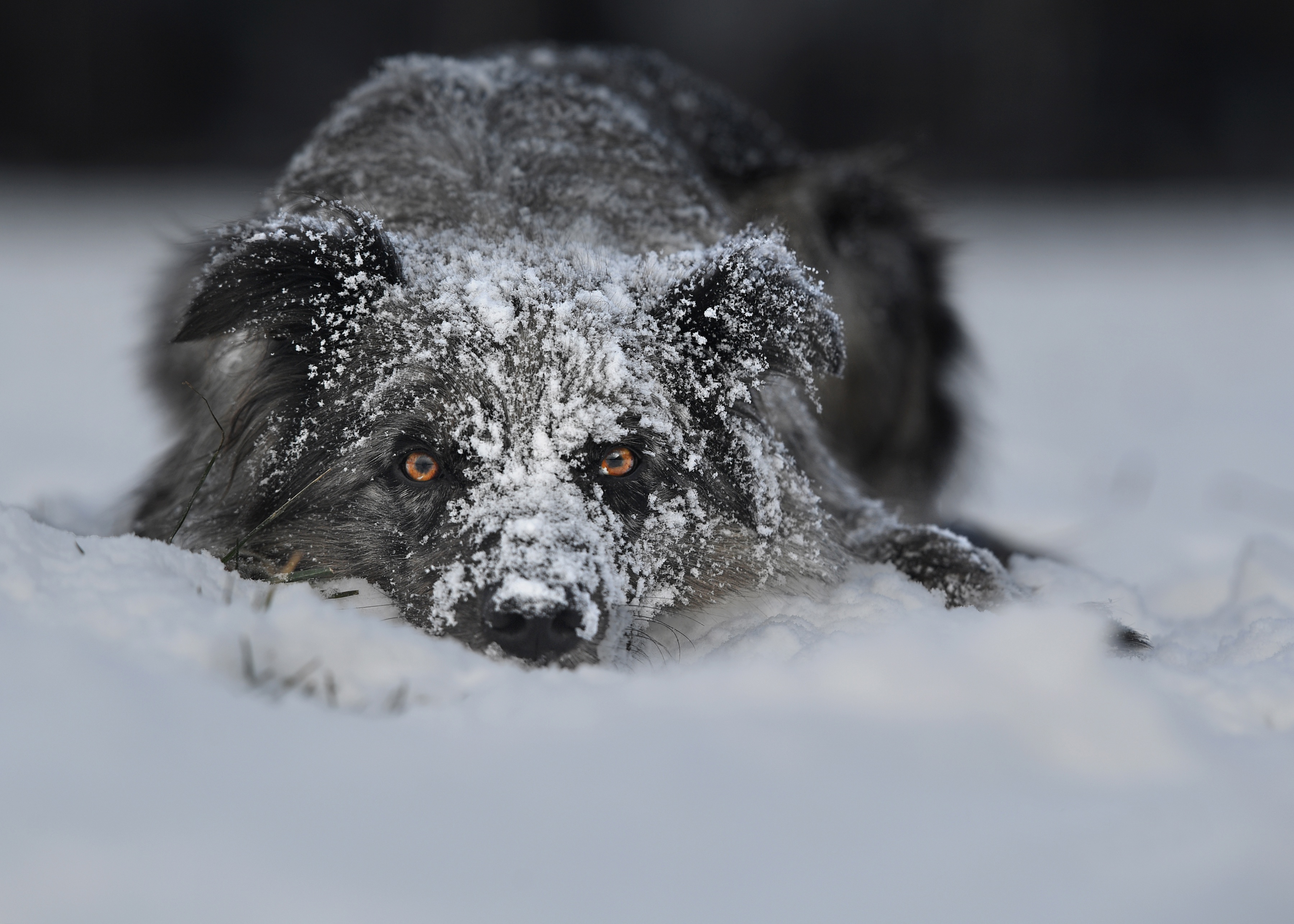 eyes, Dog, Snow, Winter Wallpaper