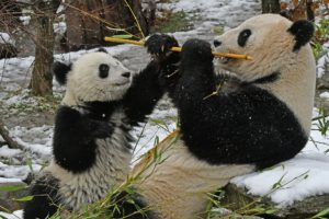 food, Bamboo, Bears, Snow, Panda
