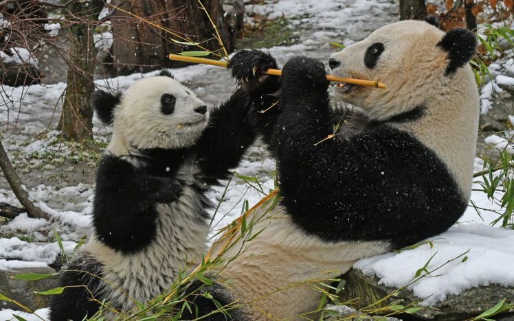 food, Bamboo, Bears, Snow, Panda HD Wallpaper Desktop Background