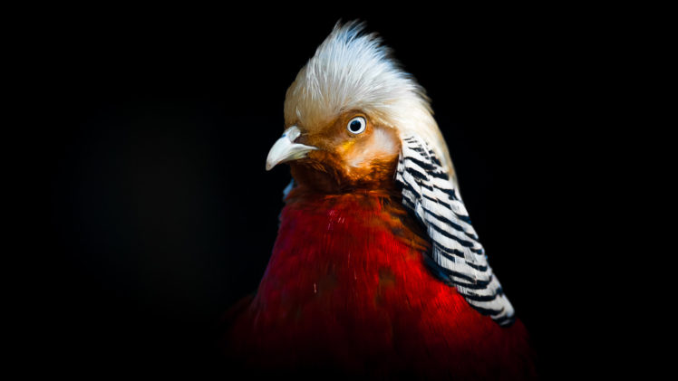 Sagar Thapa, Animals, Gold pheasant, Birds, Feathers HD Wallpaper Desktop Background