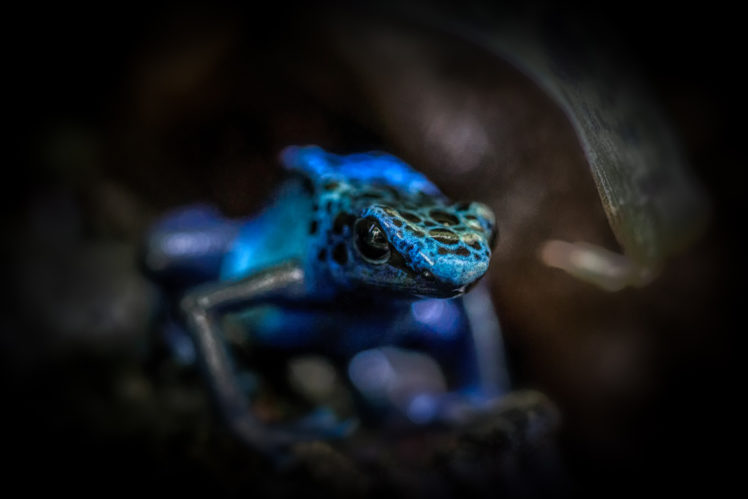 Poison Dart Frog HD Wallpaper Desktop Background