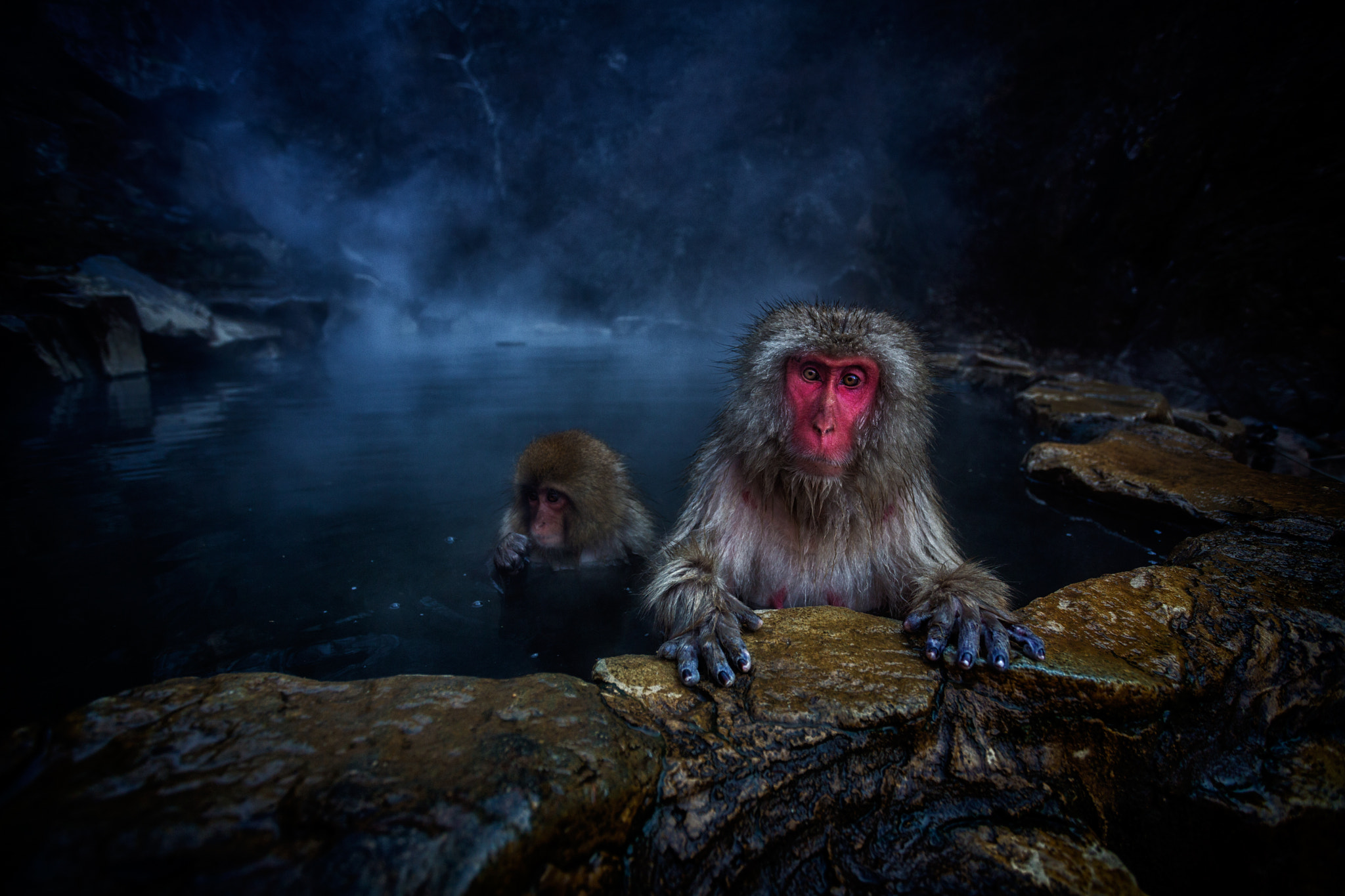 looking at viewer, Geoffrey Gilson, Animals, Monkey, Swimming, Macaques, Japanese Macque Wallpaper