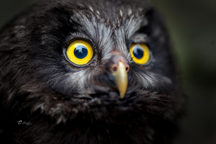 Tanja Brandt, Animals, Birds, Feathers, Closeup, Beak, Owl HD Wallpaper Desktop Background