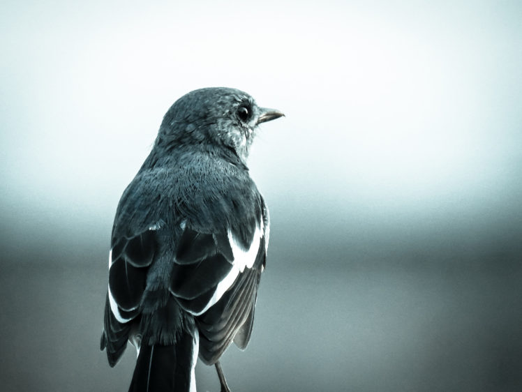 Gautam Lakra, Animals, Birds, Feathers, Closeup, Depth of field HD Wallpaper Desktop Background