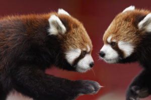 500px Photo ID: 71436611   Two Red Pandas On This Photography With The Same Moustache LOL