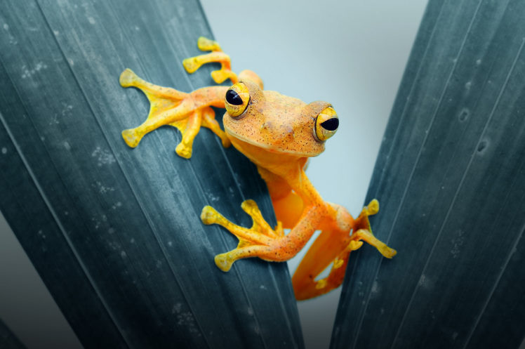 Andri Priyadi, Animals, Frog, Leaves, Plants, Closeup HD Wallpaper Desktop Background