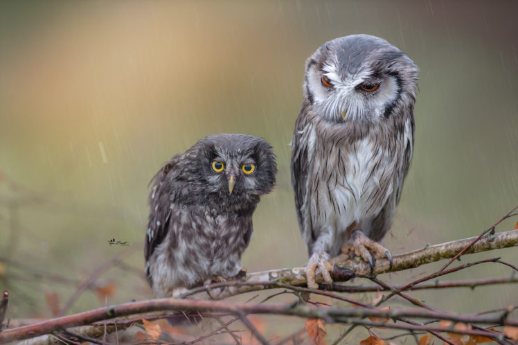 Tanja Brandt, Animals, Owl, Rain HD Wallpaper Desktop Background