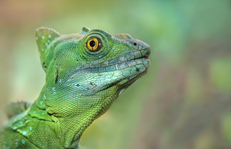 Detlef Knapp, Animals, Chameleons, Depth of field, Closeup HD Wallpaper Desktop Background