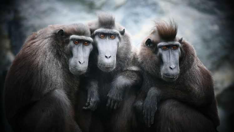 Nathan Lansman, Animals, Monkey HD Wallpaper Desktop Background