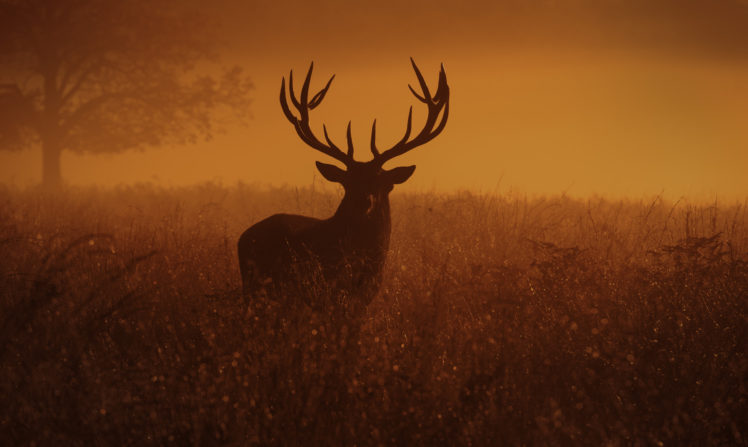 looking at viewer, Inguna Plume, Deer, Animals, Dusk, Sunset, Field HD Wallpaper Desktop Background