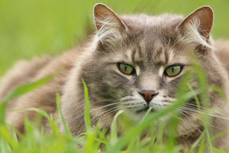eyes, Green, Grass, Cat, Animals HD Wallpaper Desktop Background