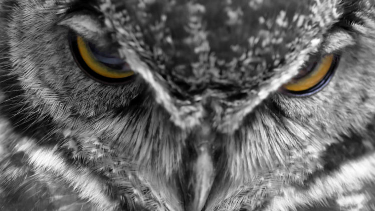 Kenta Iwasa, Animals, Owl, Feathers, Closeup HD Wallpaper Desktop Background