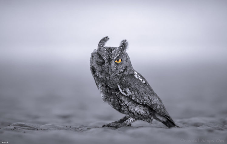 animals, Owl, Wink, Closeup HD Wallpaper Desktop Background