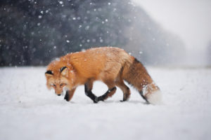 Iza Łysoń, Animals, Fox, Snow