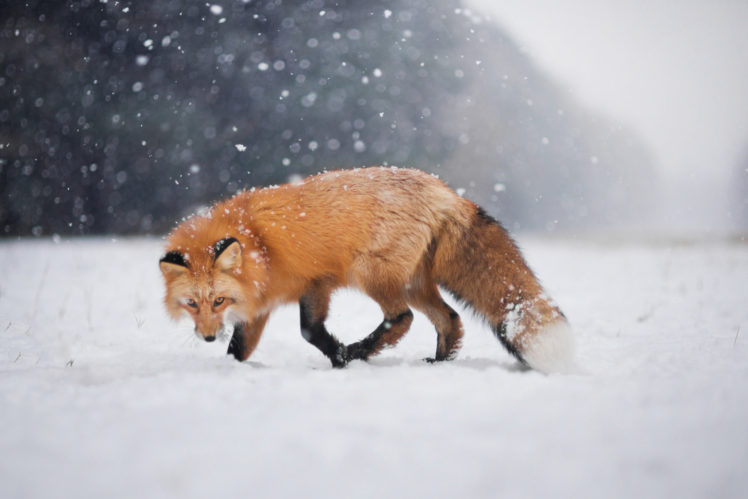 Iza Łysoń, Animals, Fox, Snow HD Wallpaper Desktop Background