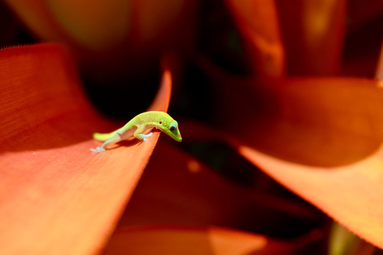 animals, Gecko, Closeup, Macro HD Wallpaper Desktop Background