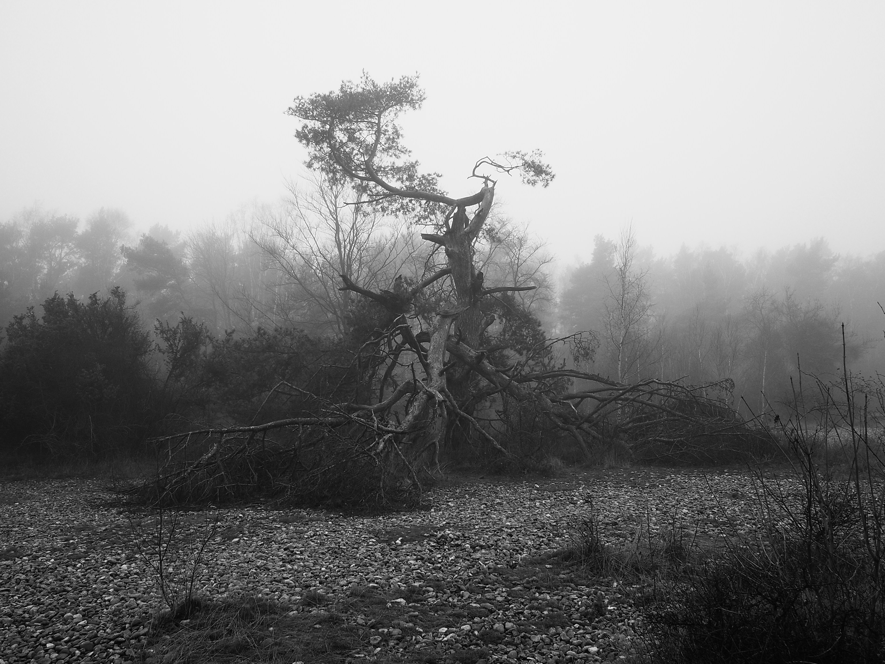 monochrome, Photography, Dead trees Wallpaper