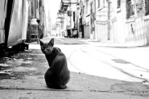 monochrome, Photography, Cat
