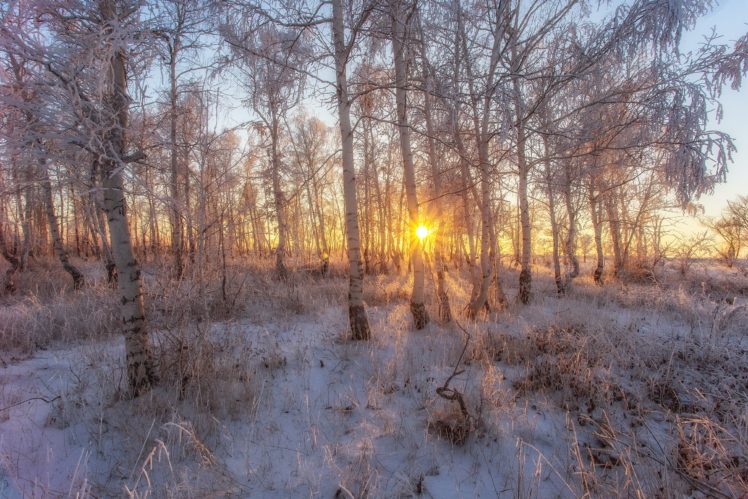landscape, Winter, Trees, Sunlight, Nature, Snow HD Wallpaper Desktop Background