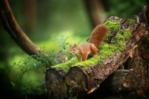 wood, Moss, Green, Plants, Nature, Squirrel, Animals