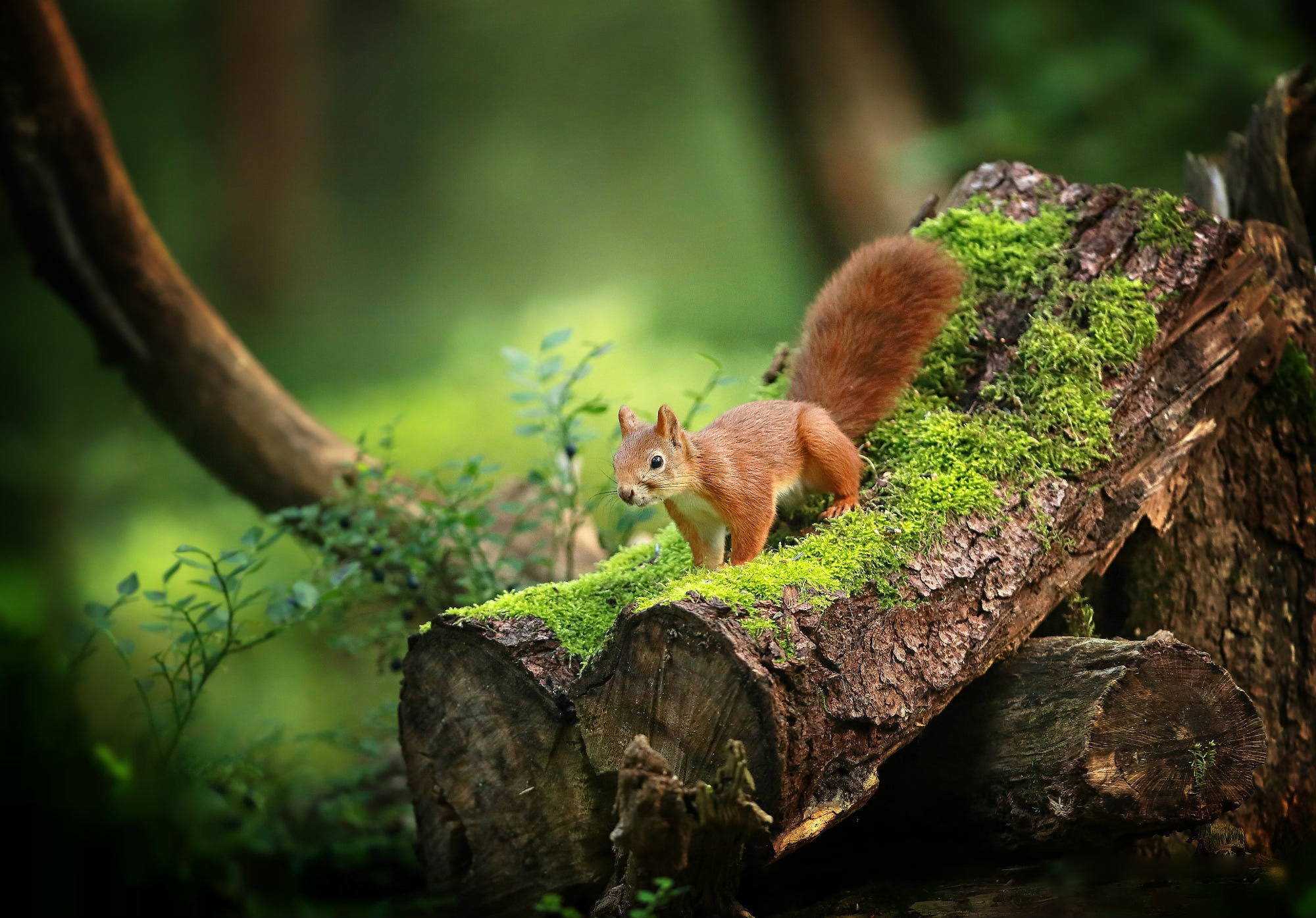 wood, Moss, Green, Plants, Nature, Squirrel, Animals Wallpapers HD