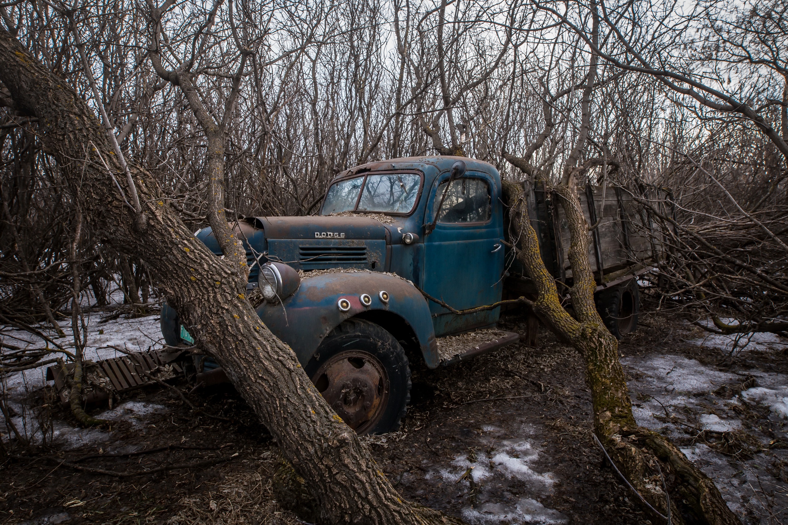 trees, Winter, Car, Vehicle, Wreck Wallpaper
